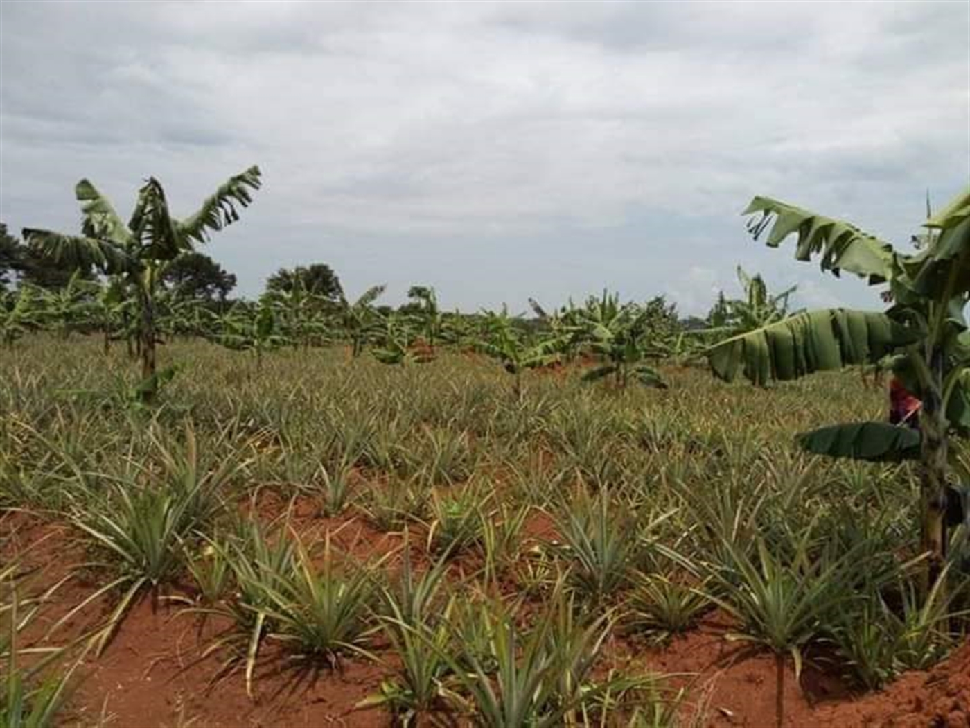 Agricultural Land for sale in Ziloobwe Wakiso