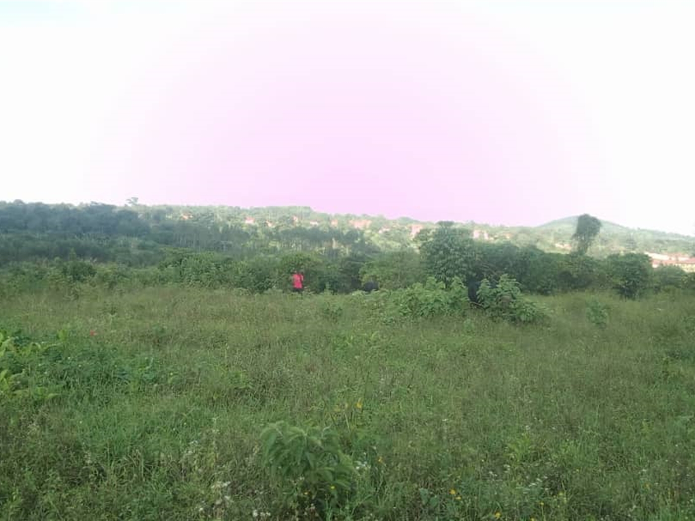 Commercial Land for sale in Kalule Wakiso