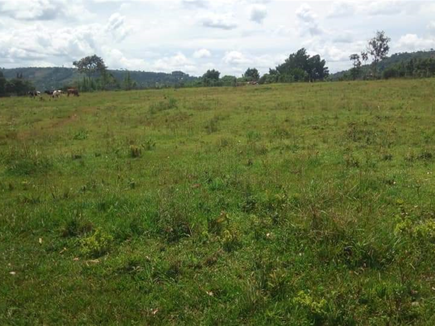 Multipurpose Land for sale in Mpigicenter Mpigi
