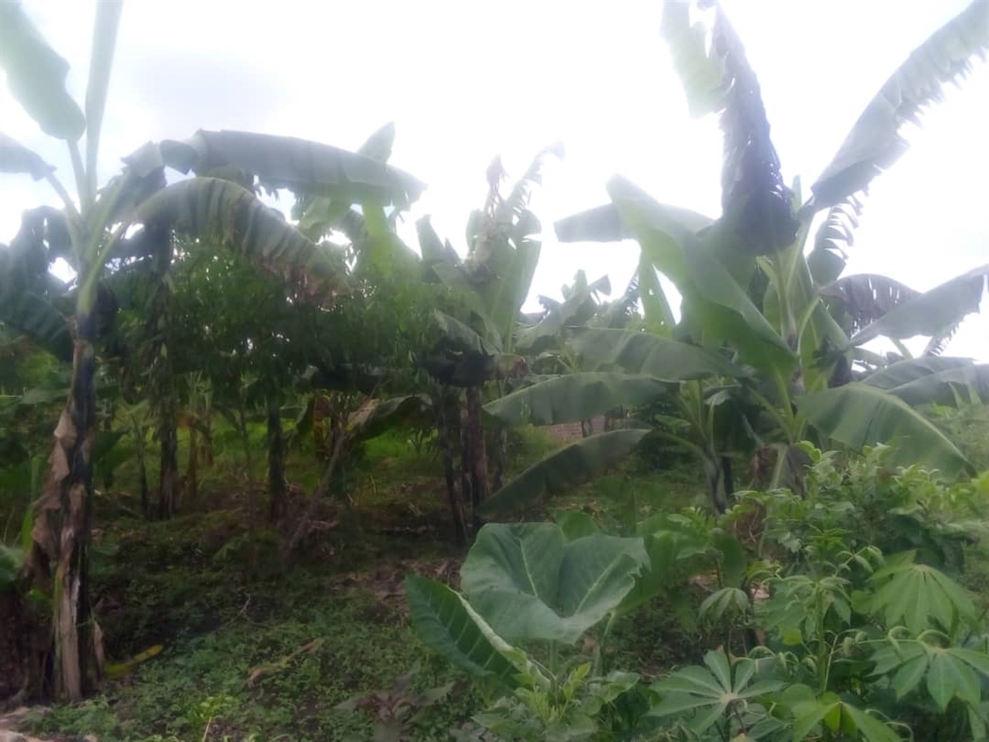 Multipurpose Land for sale in Matugga Wakiso