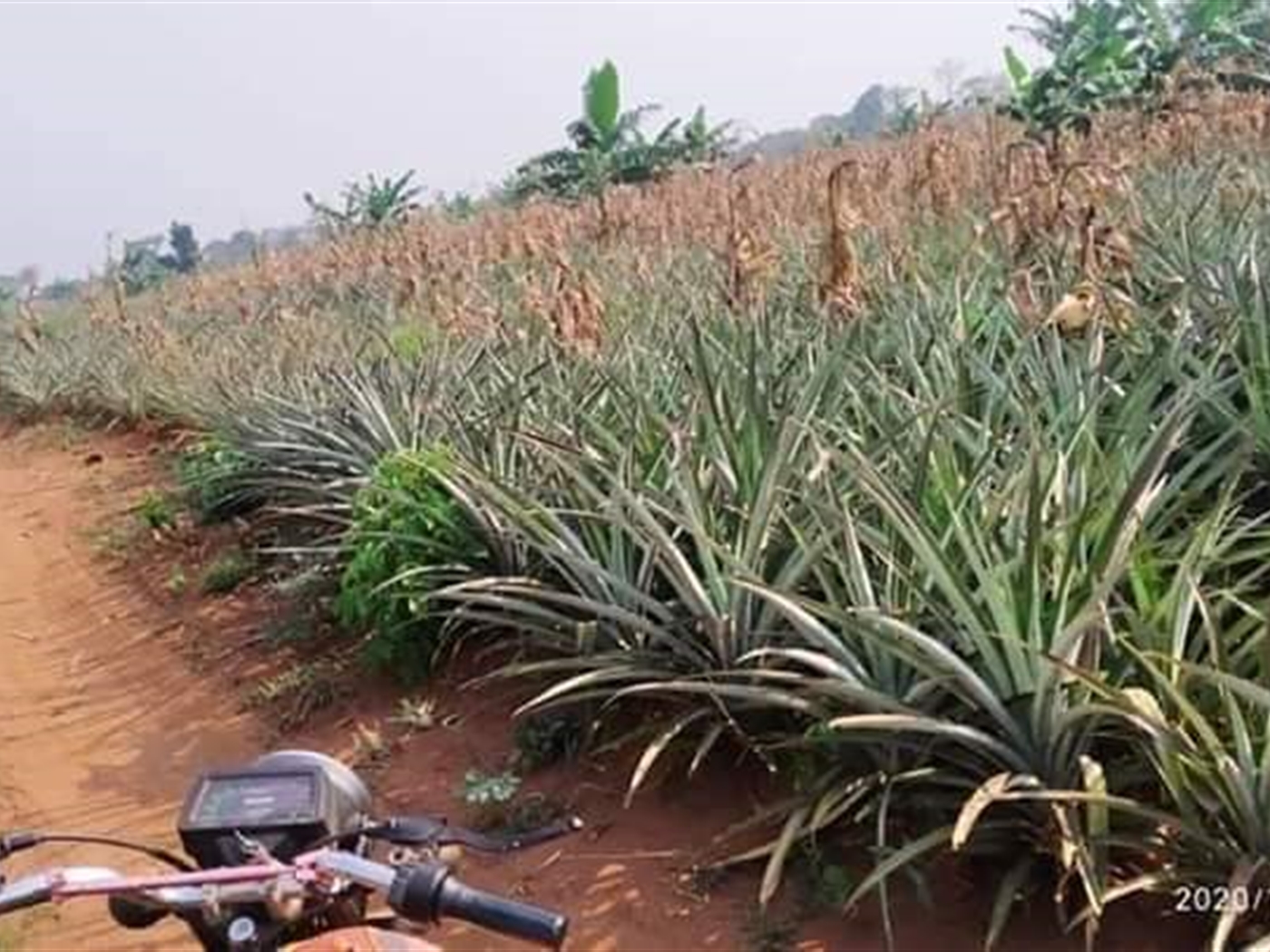 Agricultural Land for sale in Luweero Luweero