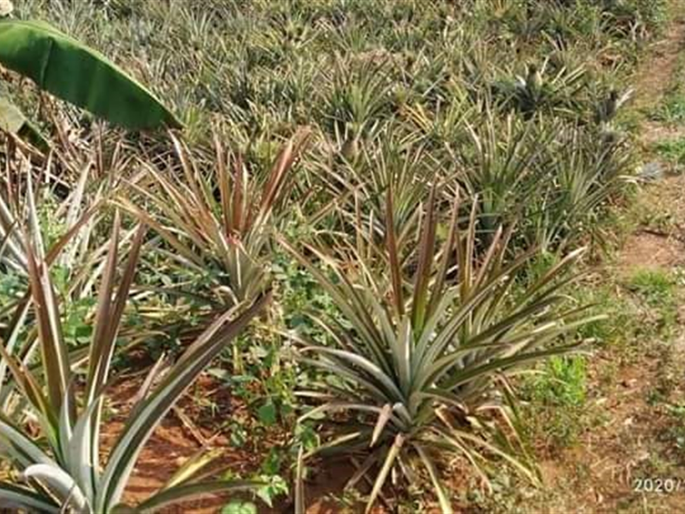 Agricultural Land for sale in Luweero Luweero