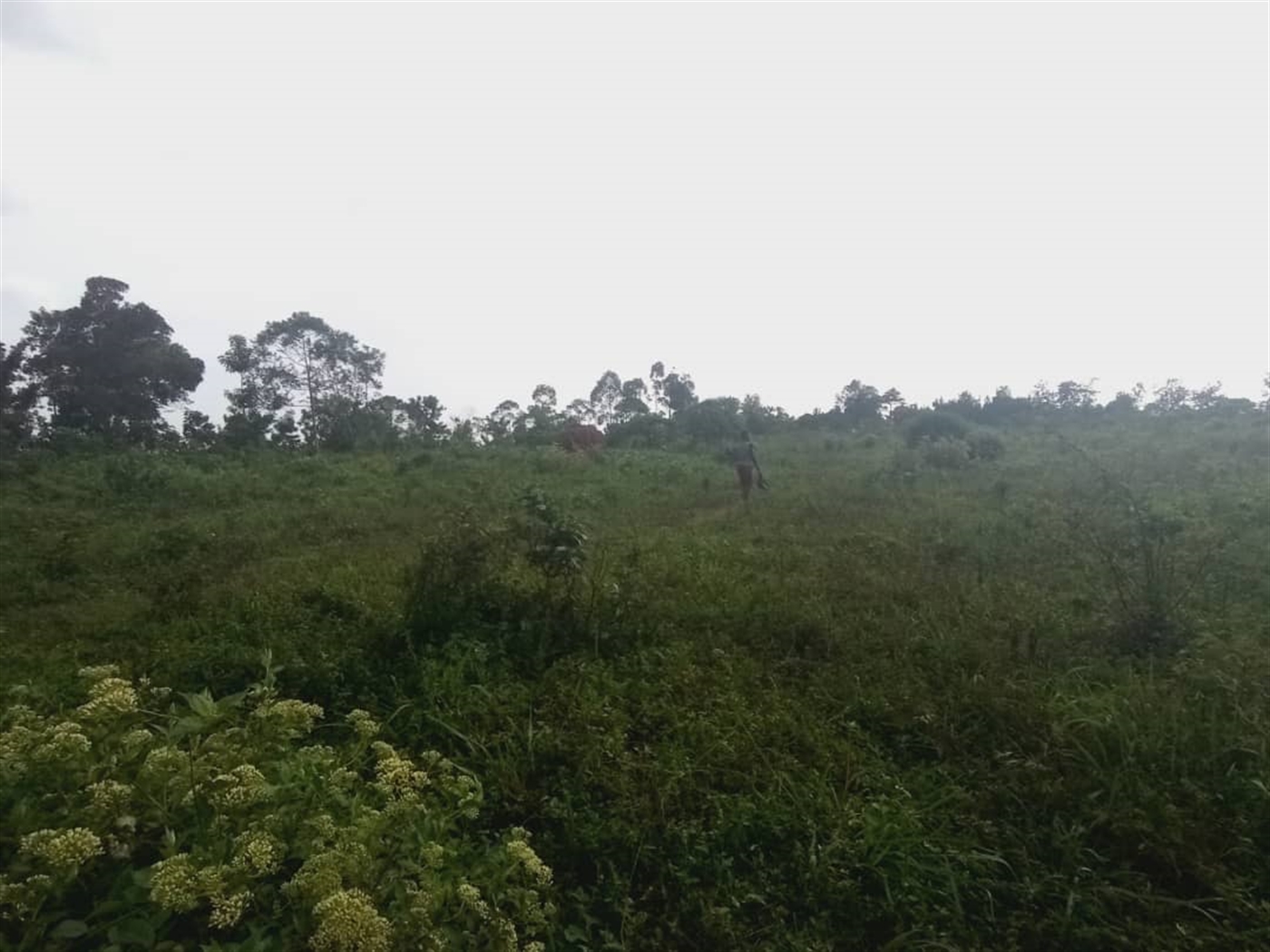 Multipurpose Land for sale in Kabembe Mukono