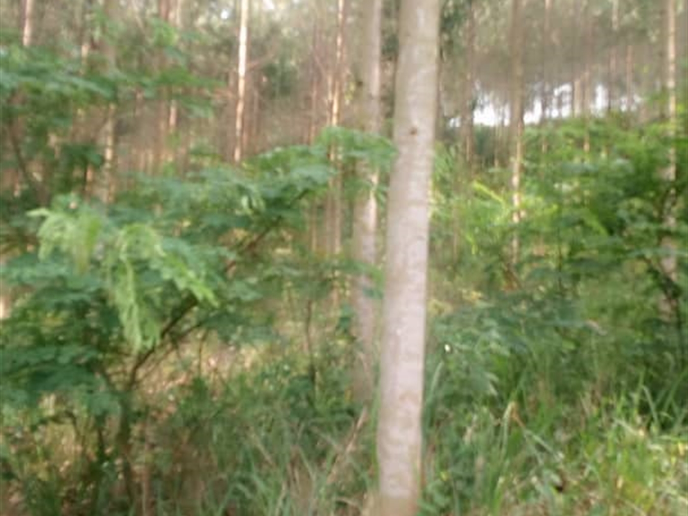 Multipurpose Land for sale in Ggomba Wakiso