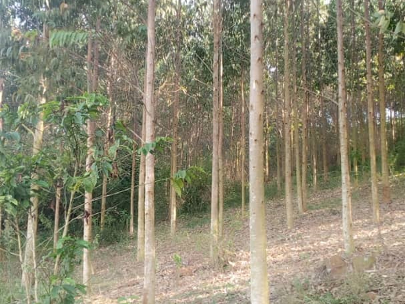 Multipurpose Land for sale in Ggomba Wakiso