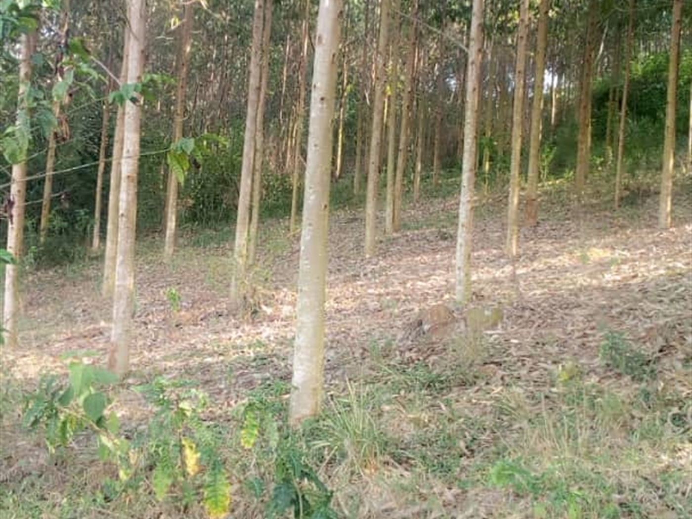 Multipurpose Land for sale in Ggomba Wakiso