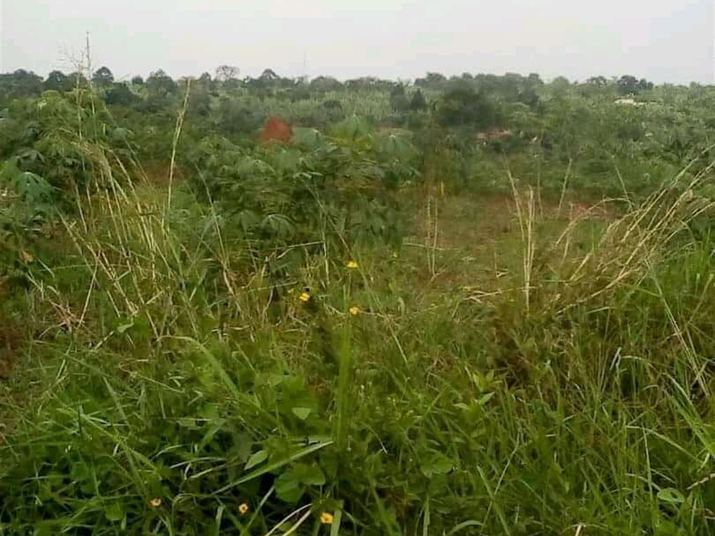Multipurpose Land for sale in Ssemuto Wakiso