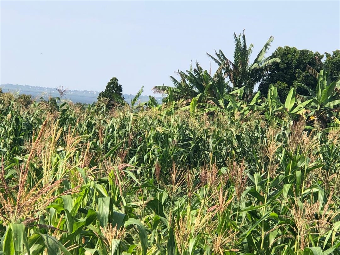 Multipurpose Land for sale in Kasanjje Wakiso