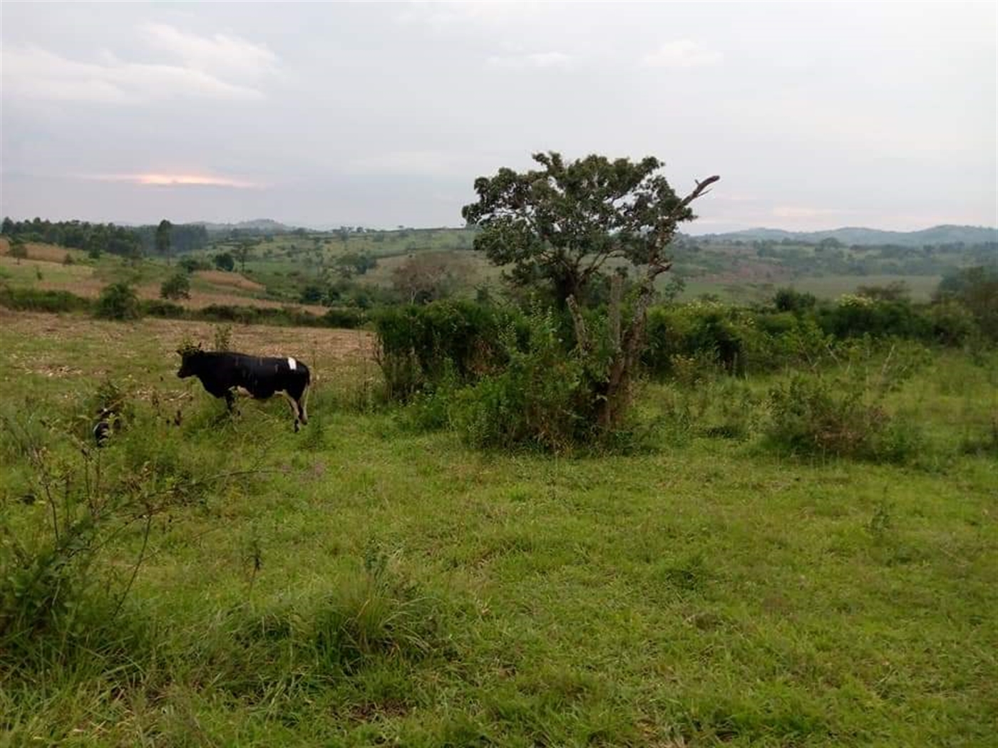 Multipurpose Land for sale in Rwamwanja Kamwenge