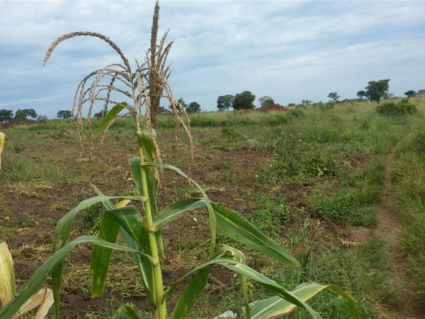 Multipurpose Land for sale in Bugerere Kayunga