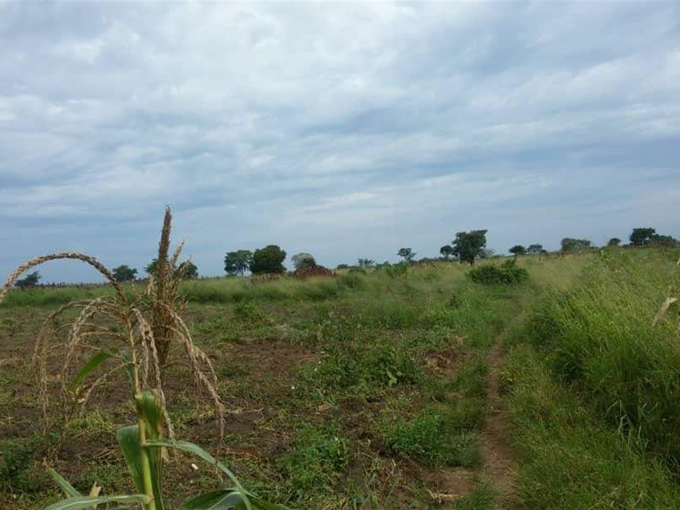Multipurpose Land for sale in Bugerere Kayunga