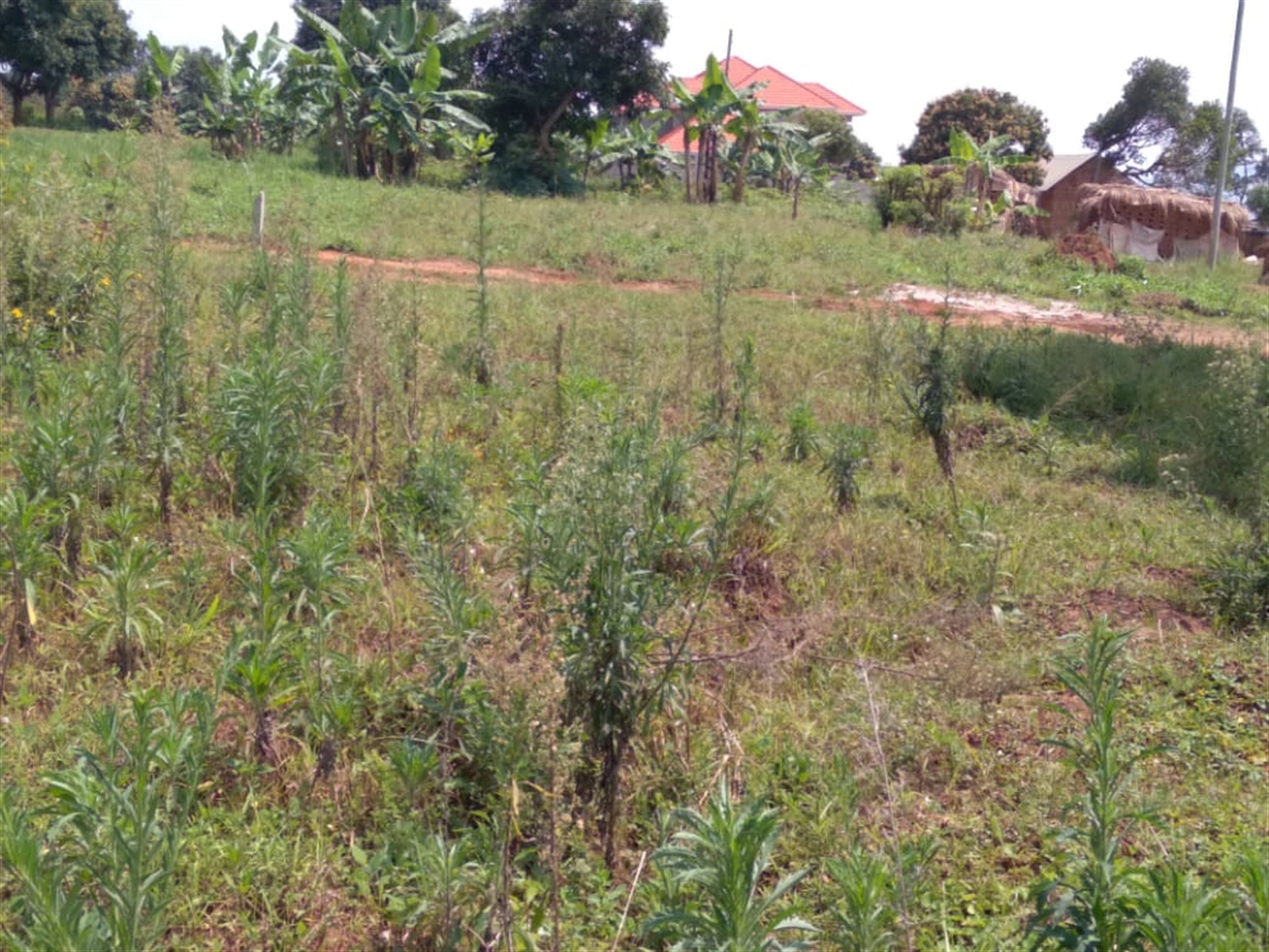 Residential Land for sale in Kajjansi Wakiso