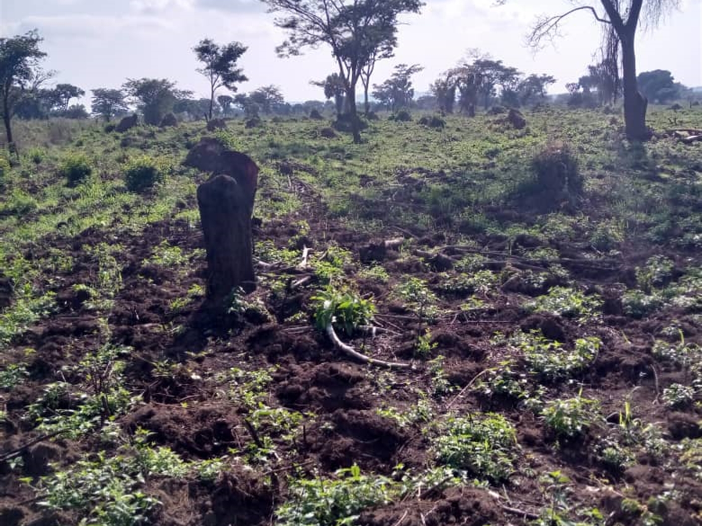 Multipurpose Land for sale in Bukomelo Wakiso