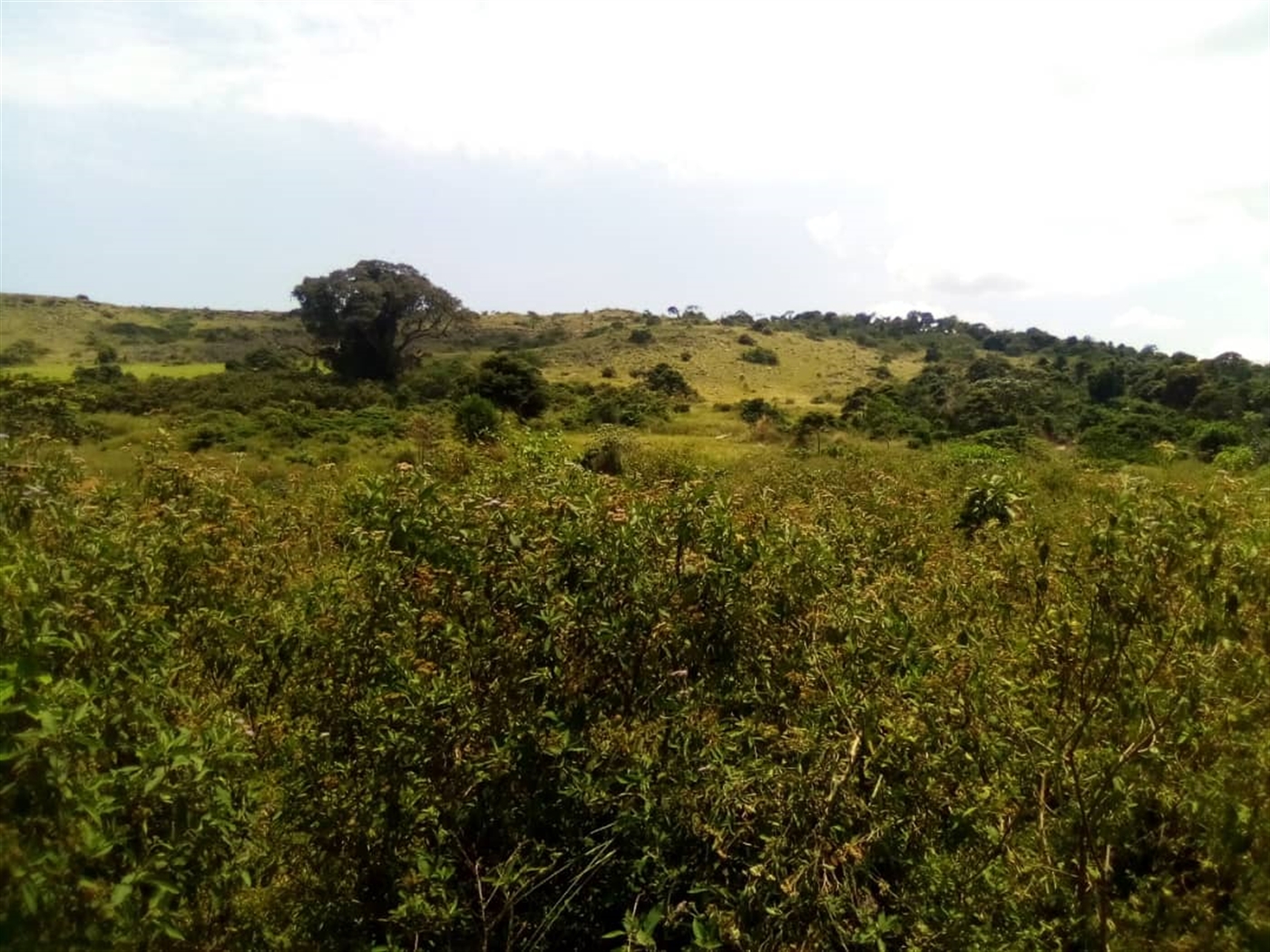 Multipurpose Land for sale in Muyubwe Buyikwe