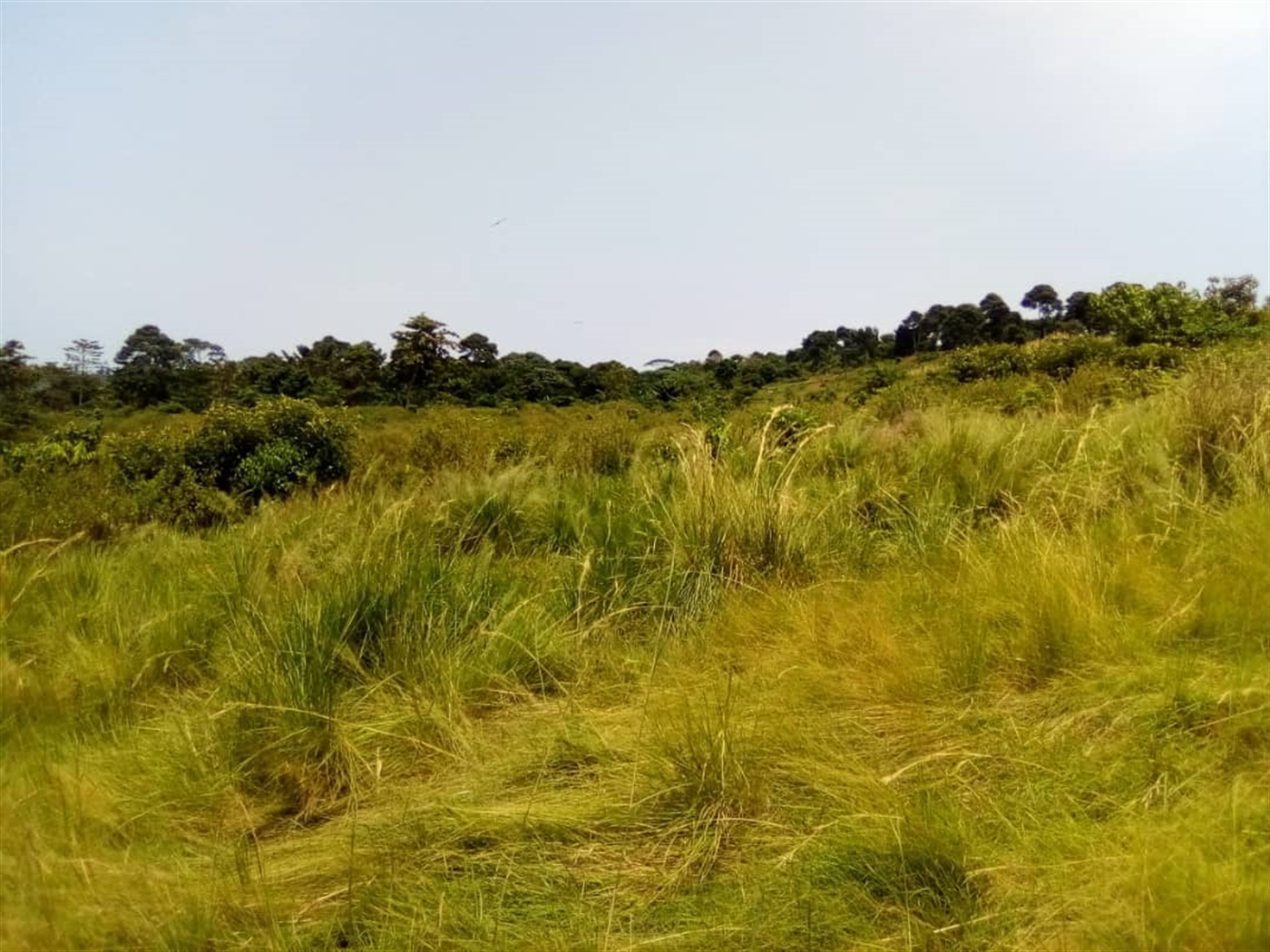 Multipurpose Land for sale in Muyubwe Buyikwe