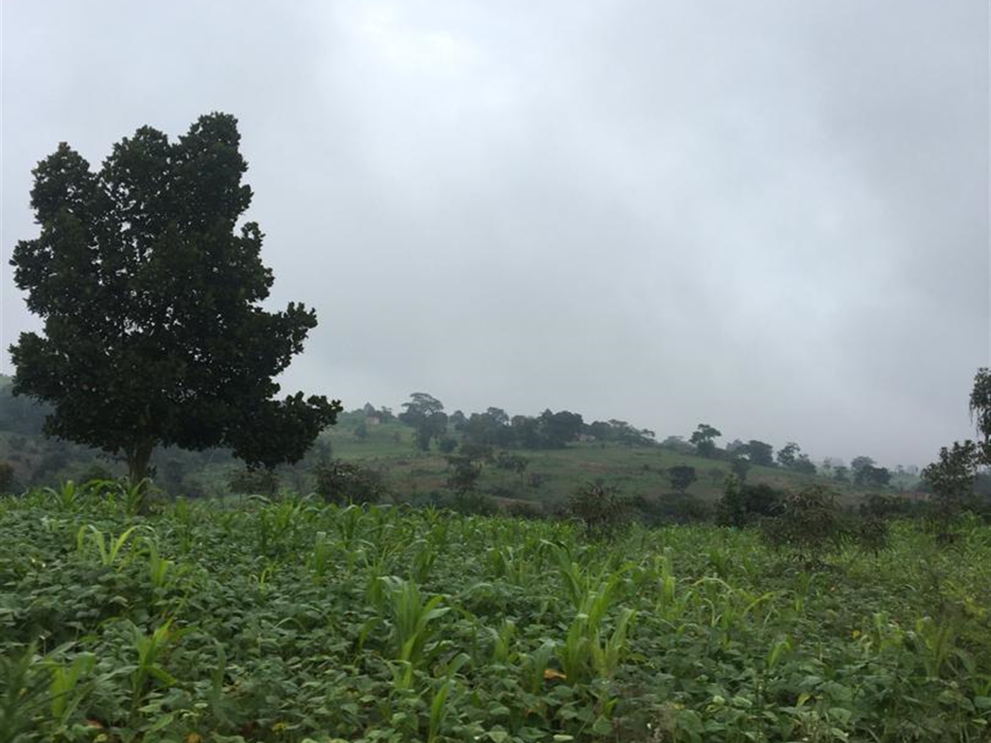 Multipurpose Land for sale in Kakumilo Mubende