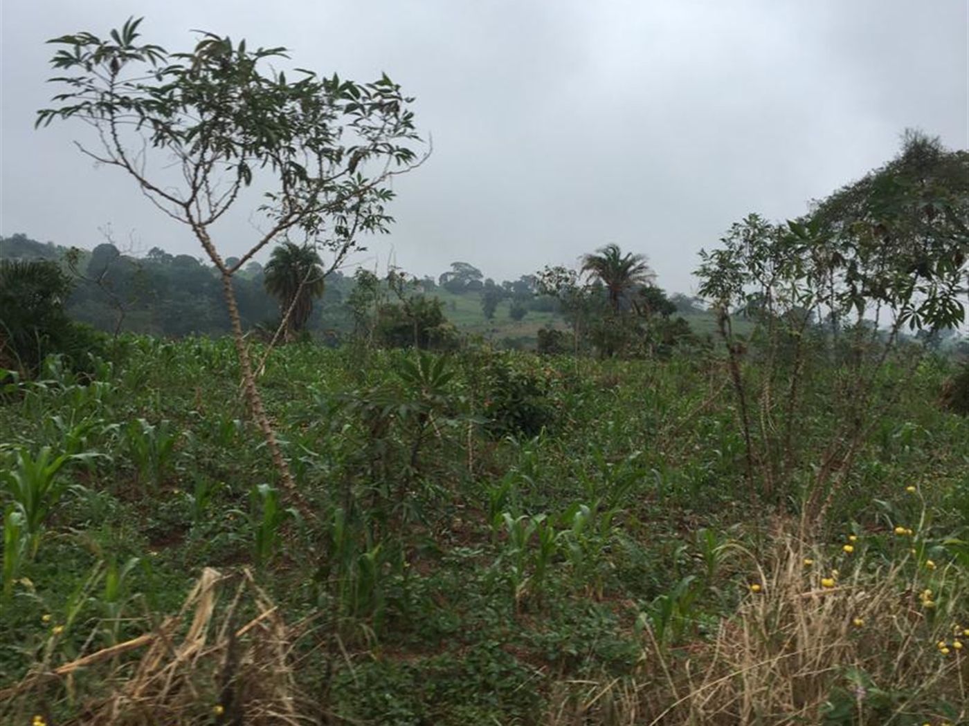 Multipurpose Land for sale in Kakumilo Mubende