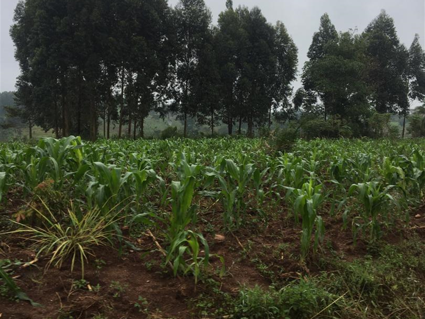 Multipurpose Land for sale in Kakumilo Mubende