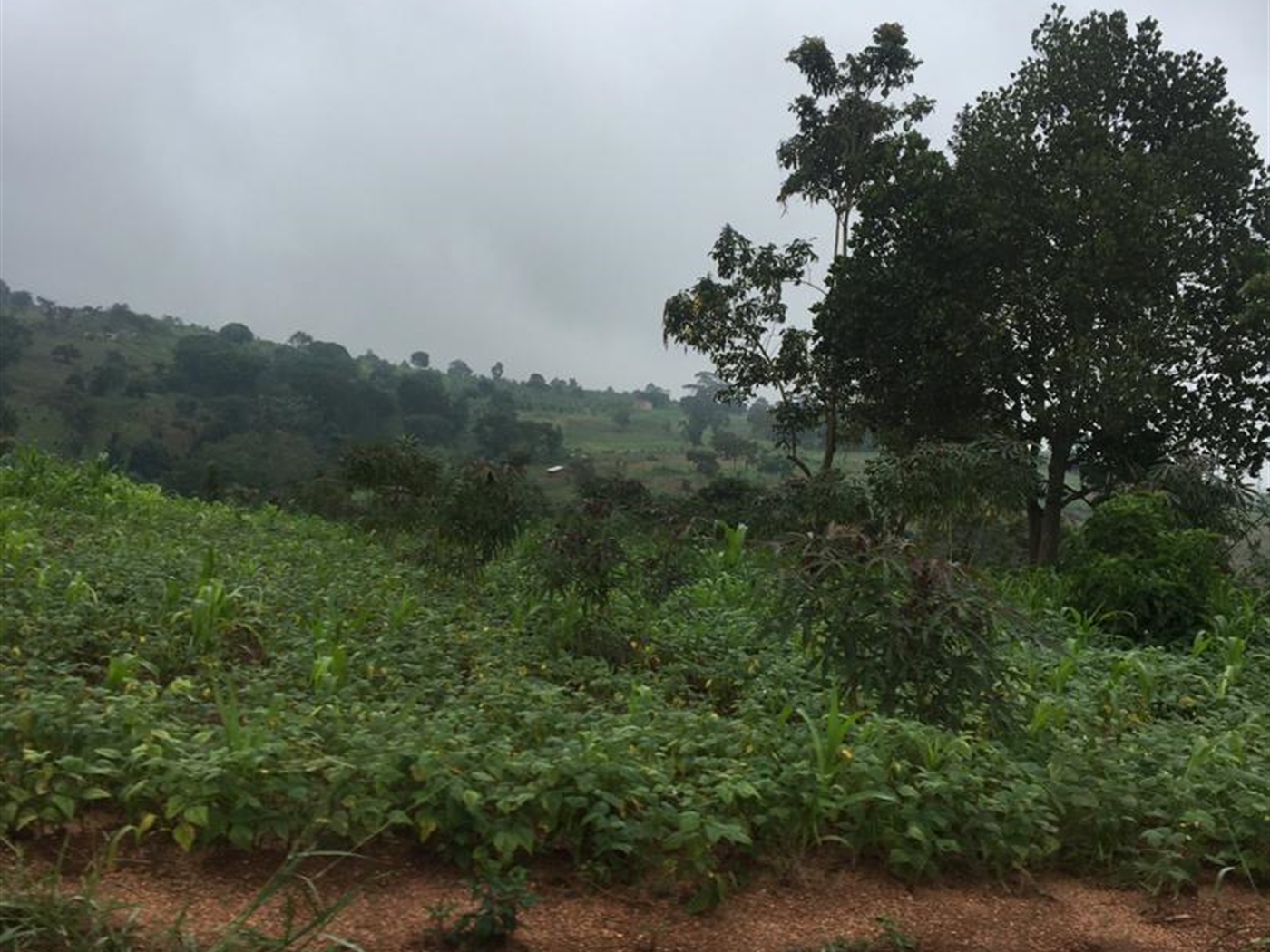 Multipurpose Land for sale in Kakumilo Mubende