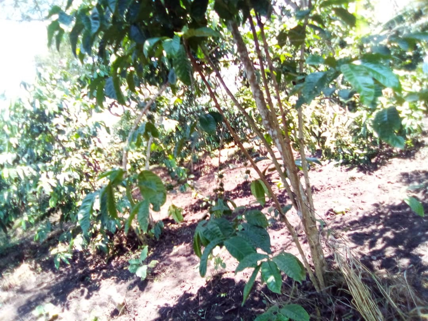 Multipurpose Land for sale in Wakataama Nakaseke