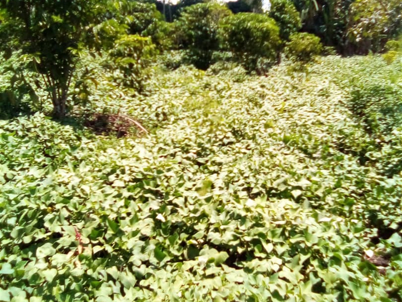 Multipurpose Land for sale in Wakataama Nakaseke