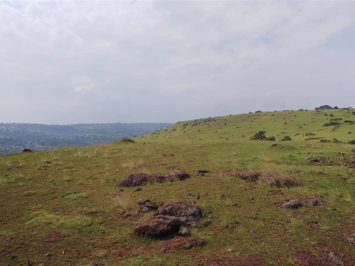 Multipurpose Land for sale in Nkokonjeru Mukono