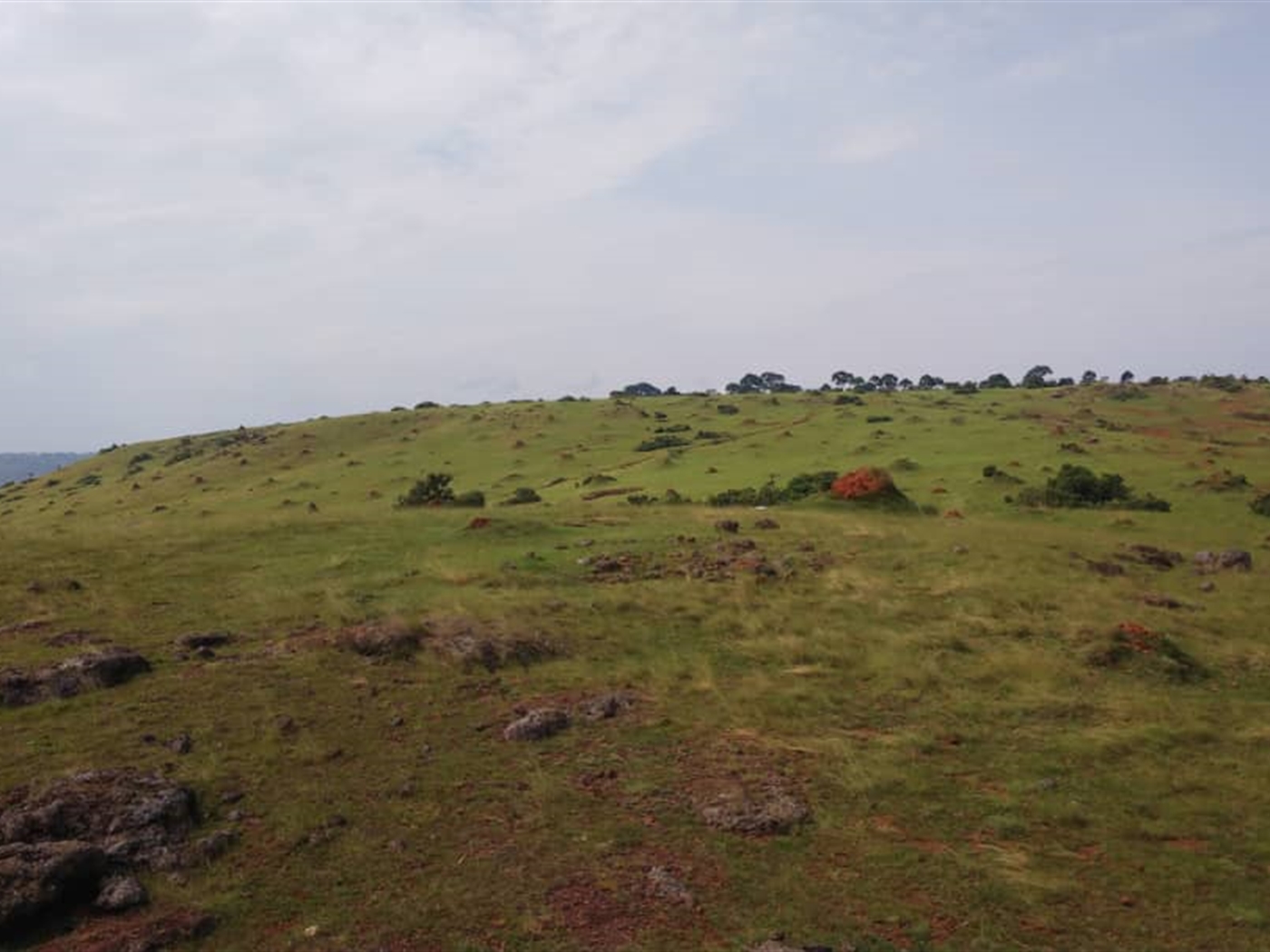 Multipurpose Land for sale in Nkokonjeru Mukono