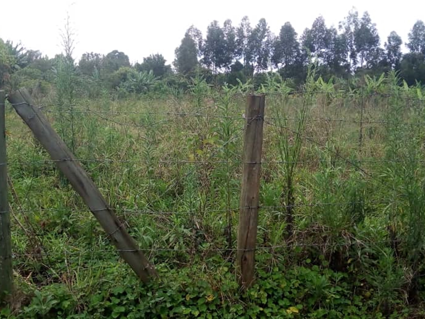 Multipurpose Land for sale in Mpoma Mukono