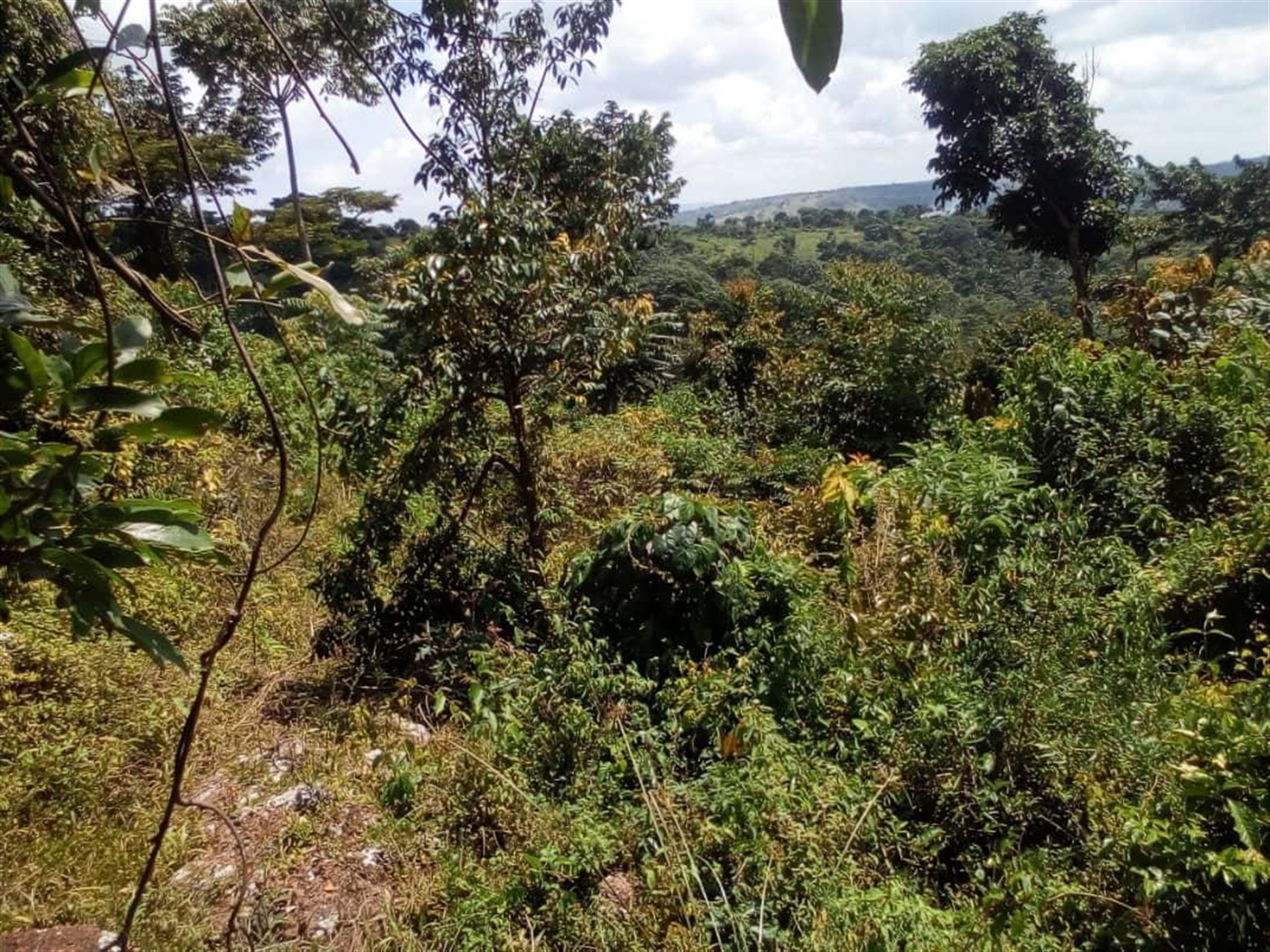 Multipurpose Land for sale in Kyotela Rakai