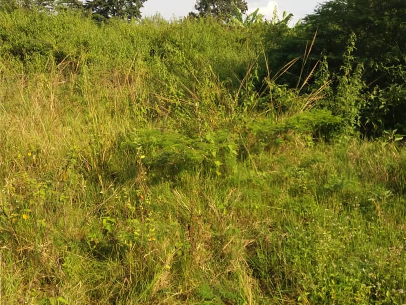 Agricultural Land for sale in KayungaCenter Kayunga