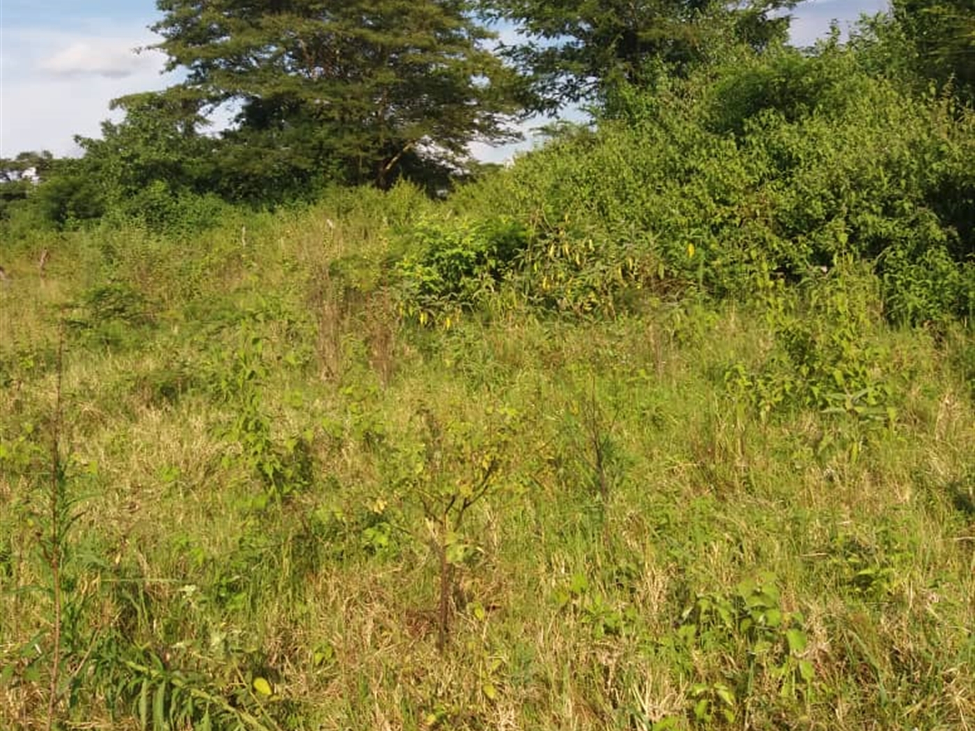 Agricultural Land for sale in KayungaCenter Kayunga