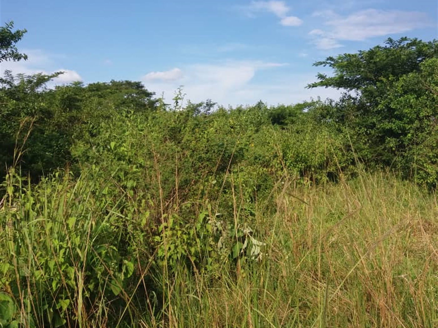 Agricultural Land for sale in KayungaCenter Kayunga