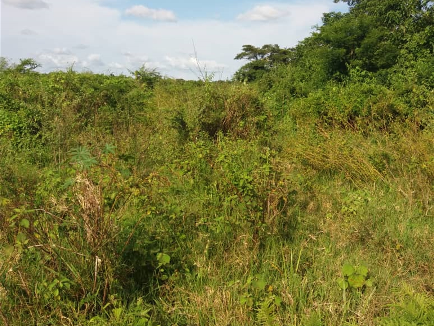 Agricultural Land for sale in KayungaCenter Kayunga