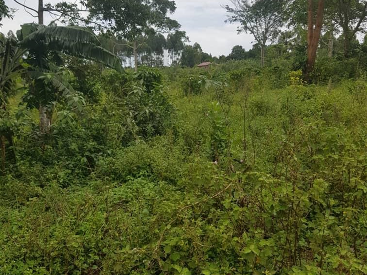 Multipurpose Land for sale in Nakawuka Wakiso