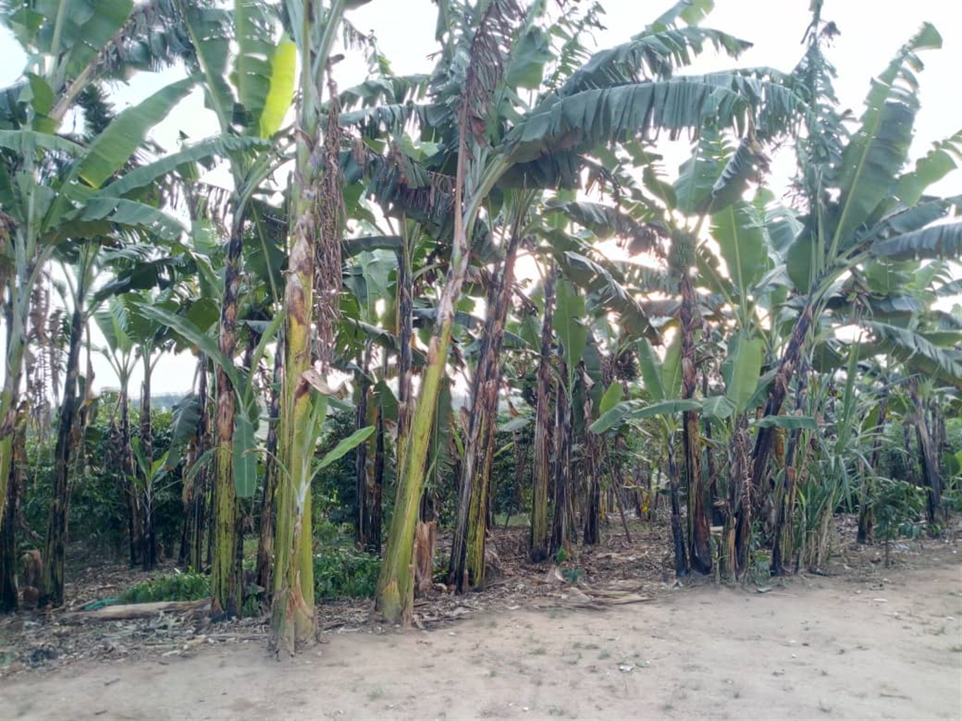 Multipurpose Land for sale in Kyakatebe Mityana