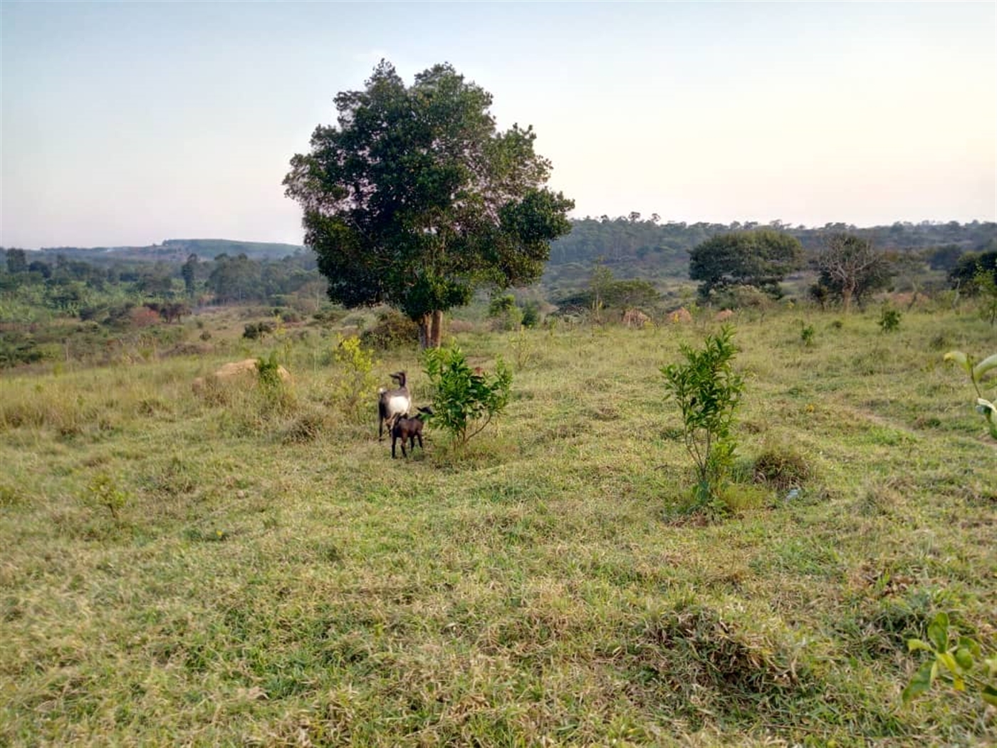 Multipurpose Land for sale in Kyakatebe Mityana