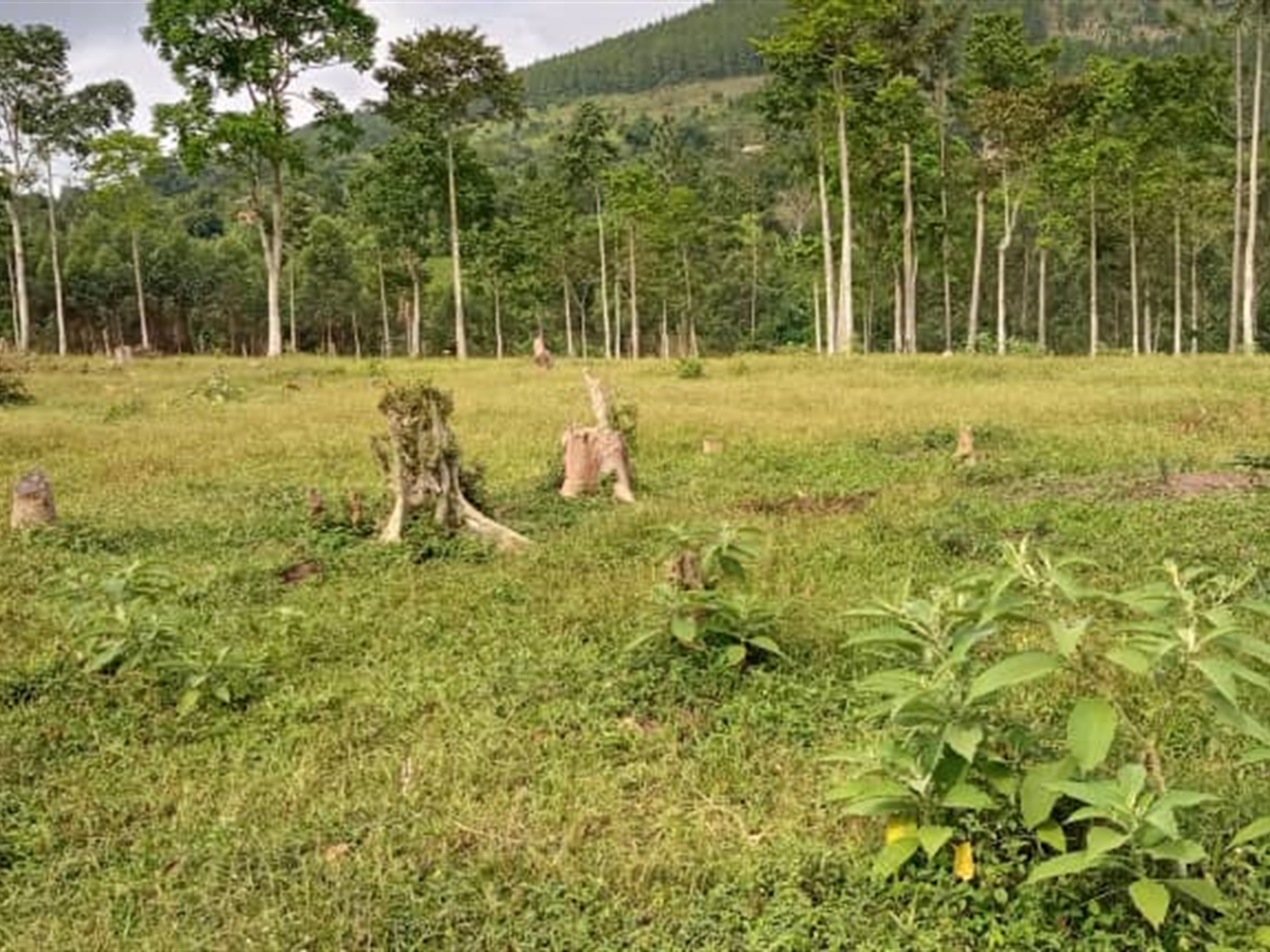 Agricultural Land for sale in Mitiyana Mityana