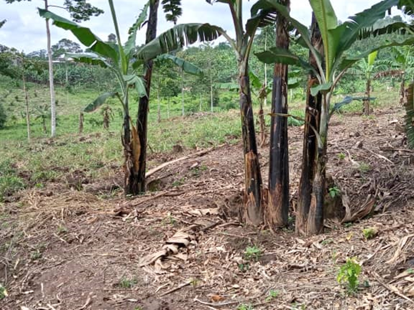 Agricultural Land for sale in Mitiyana Mityana