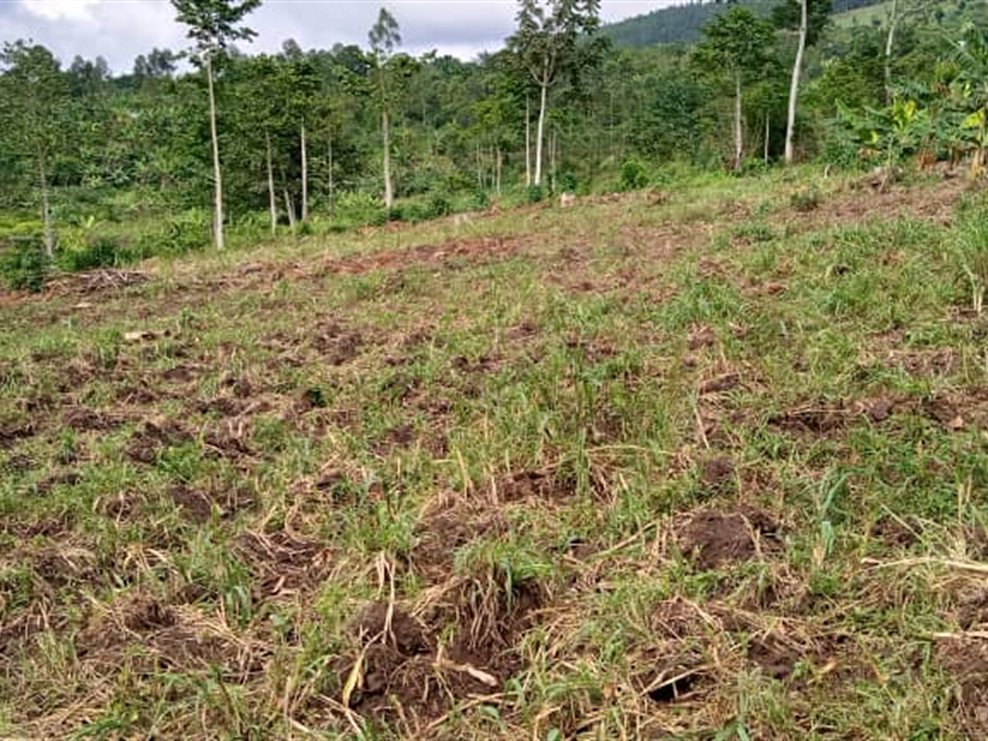 Agricultural Land for sale in Mitiyana Mityana