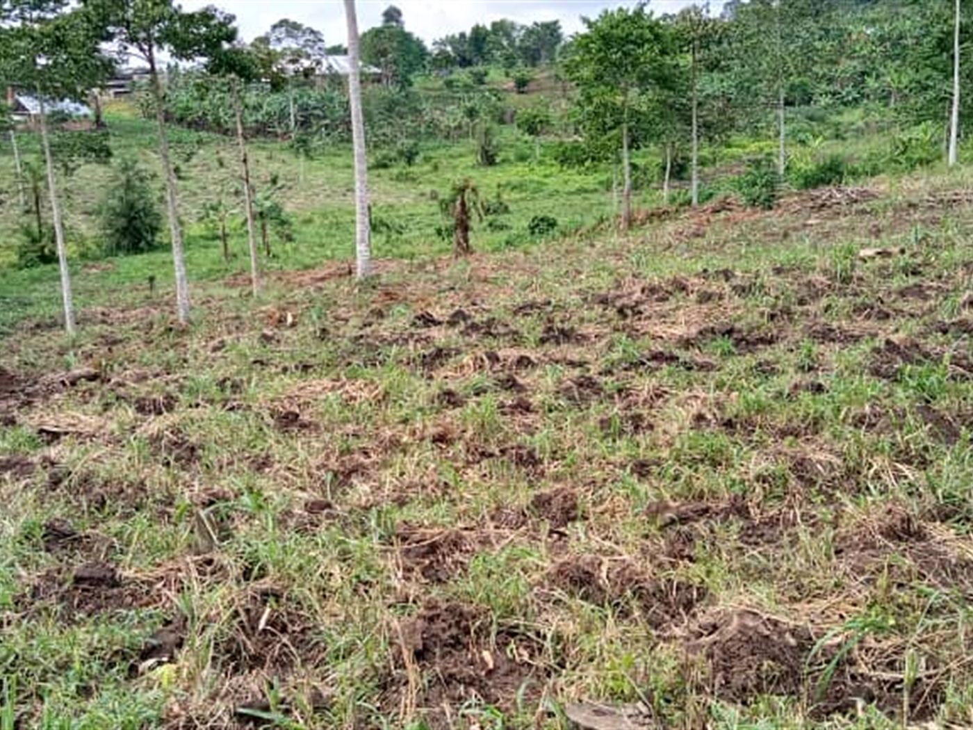 Agricultural Land for sale in Mitiyana Mityana