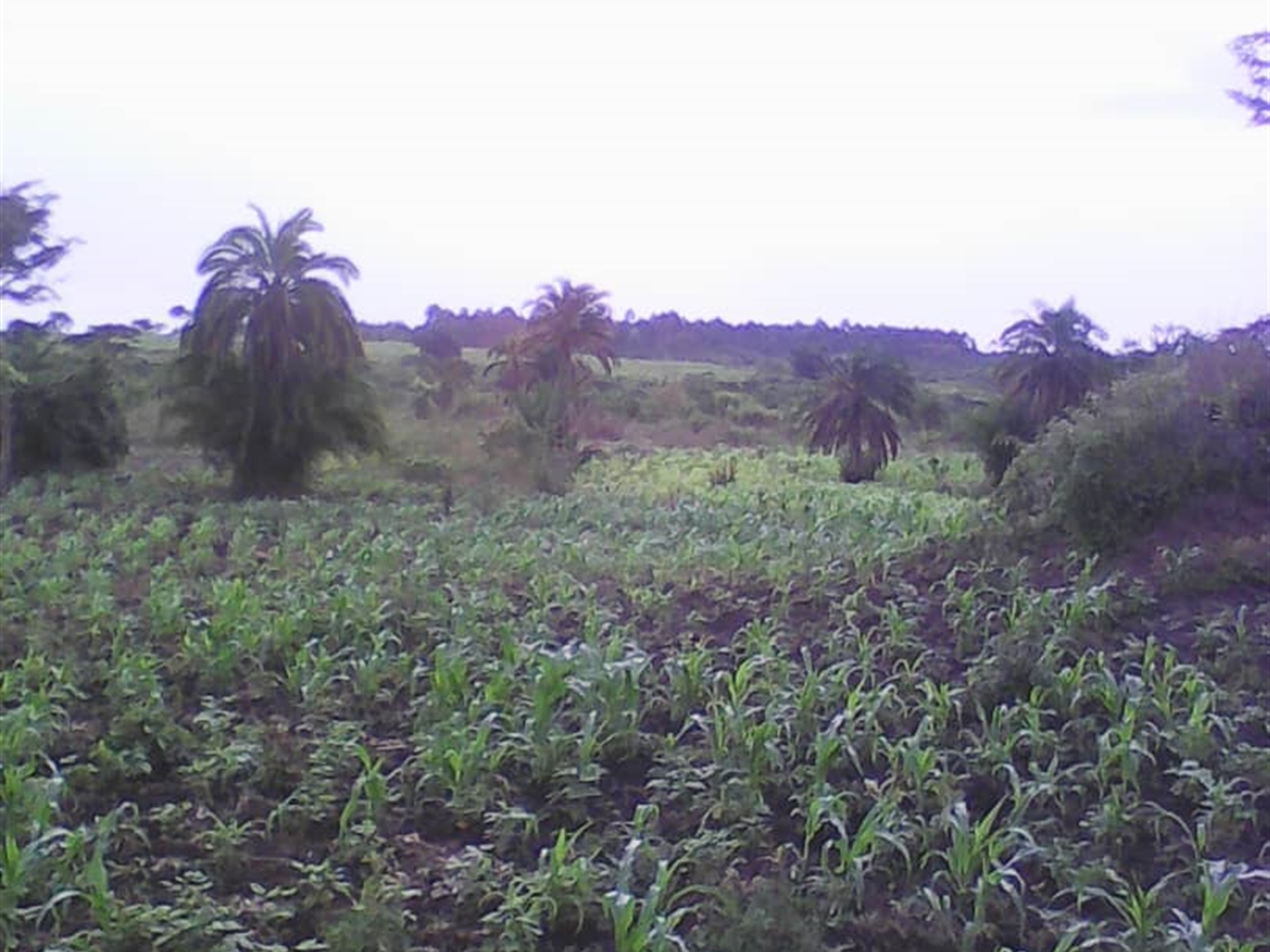 Multipurpose Land for sale in Lukyamu Nakaseke