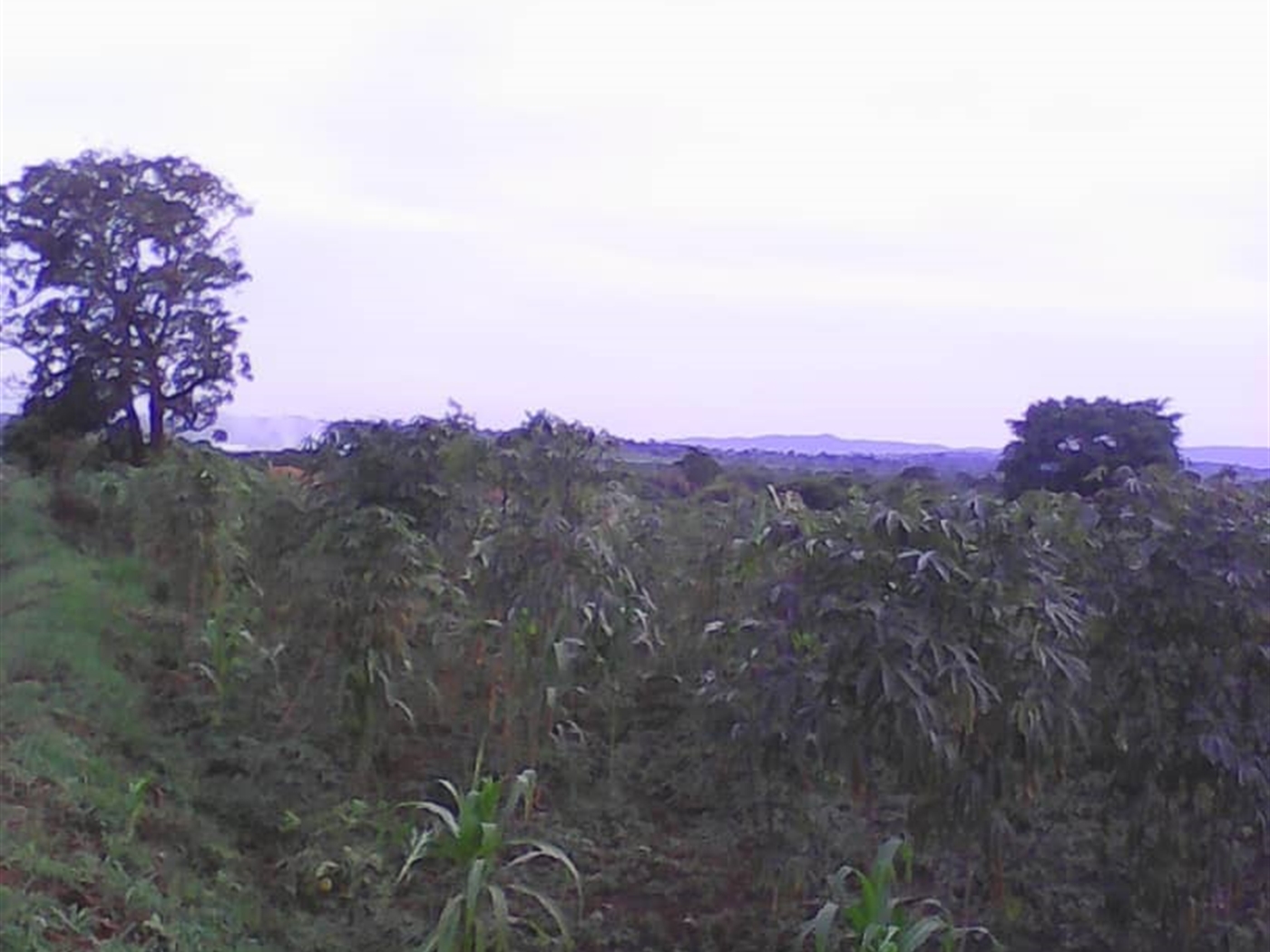Multipurpose Land for sale in Lukyamu Nakaseke