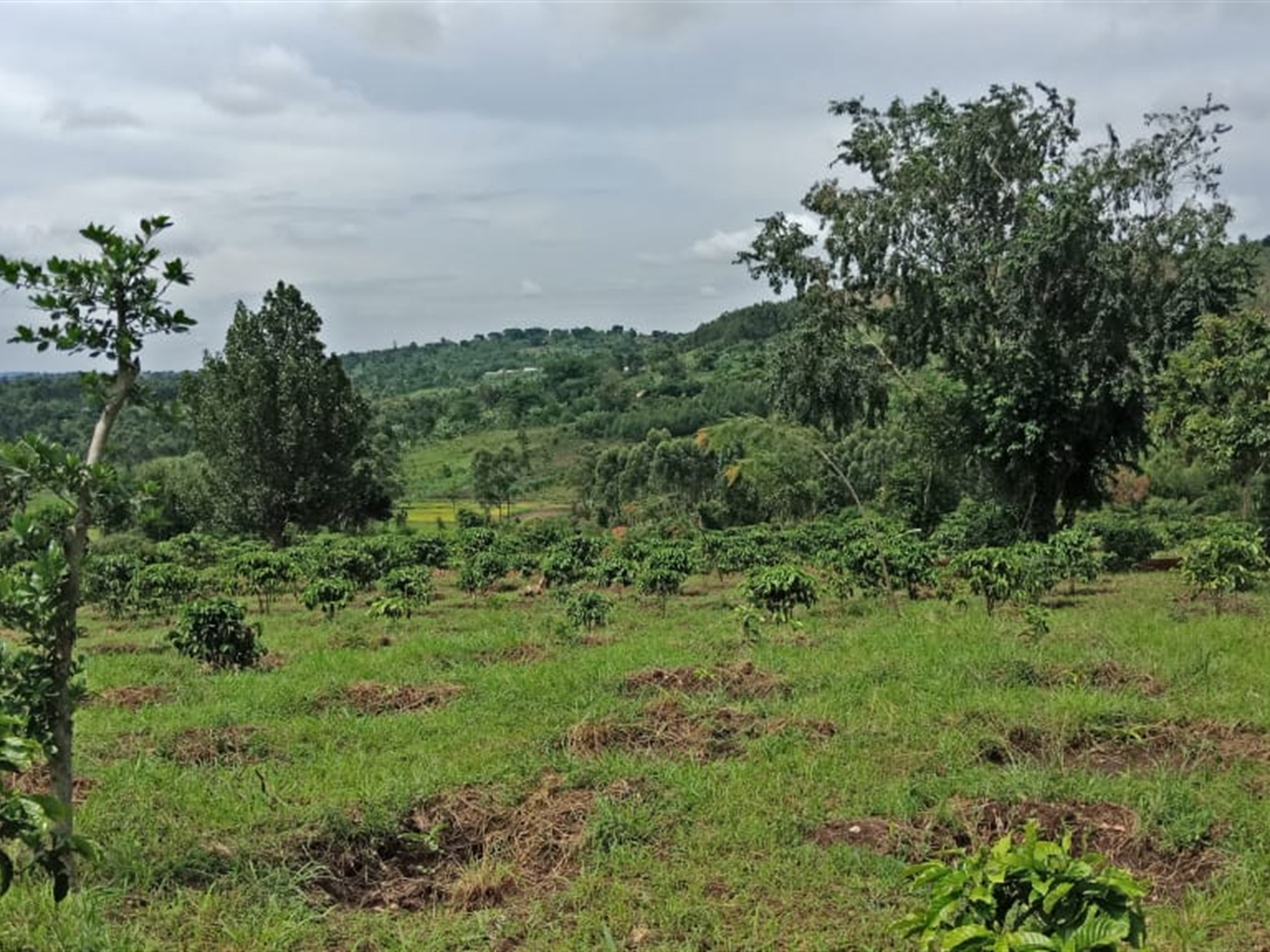 Multipurpose Land for sale in Myanzi Mityana