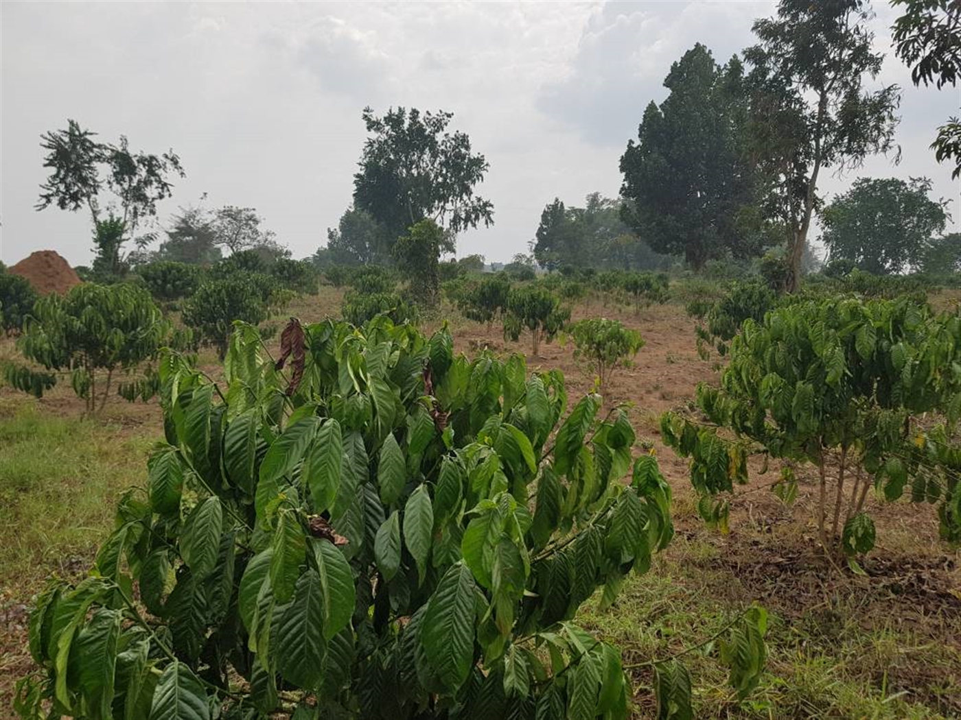 Multipurpose Land for sale in Myanzi Mityana