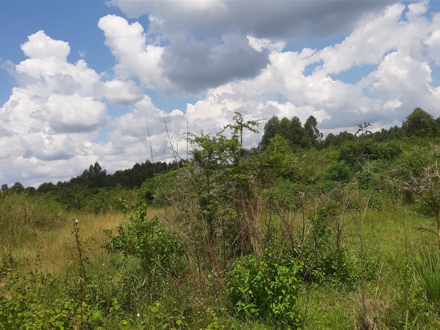 Multipurpose Land for sale in Wakyato Nakaseke