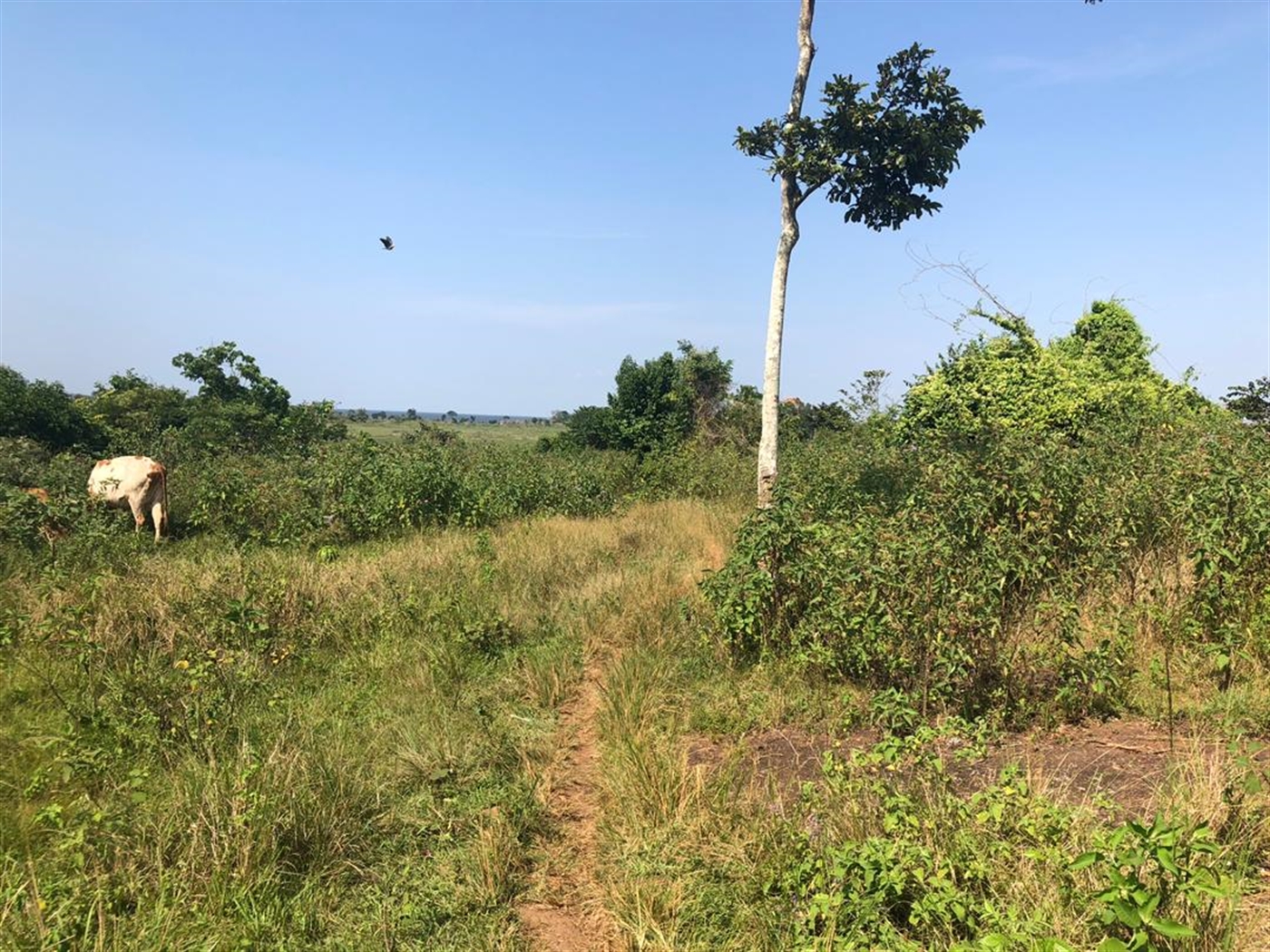 Multipurpose Land for sale in Kasanjje Wakiso