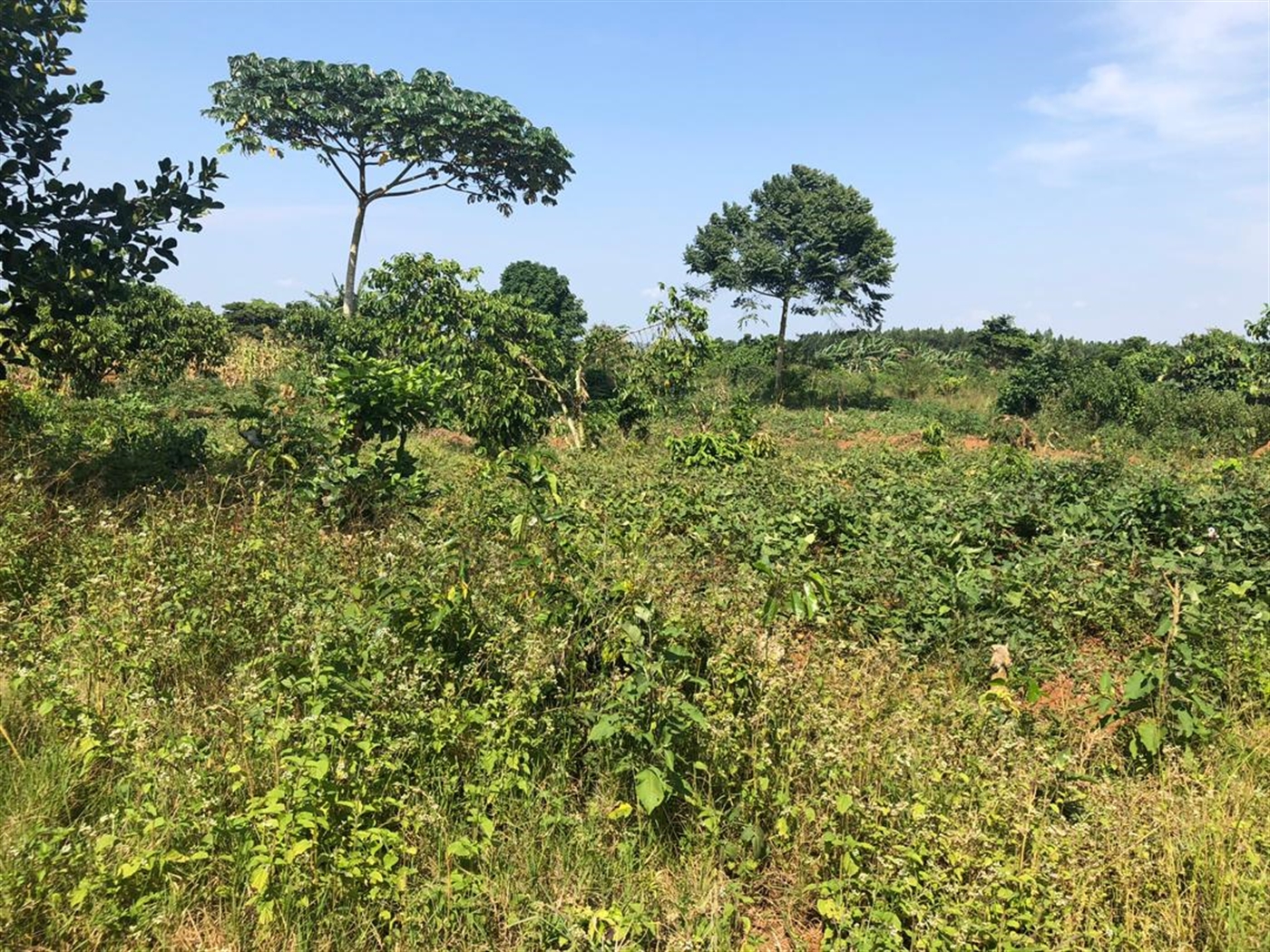 Multipurpose Land for sale in Kasanjje Wakiso