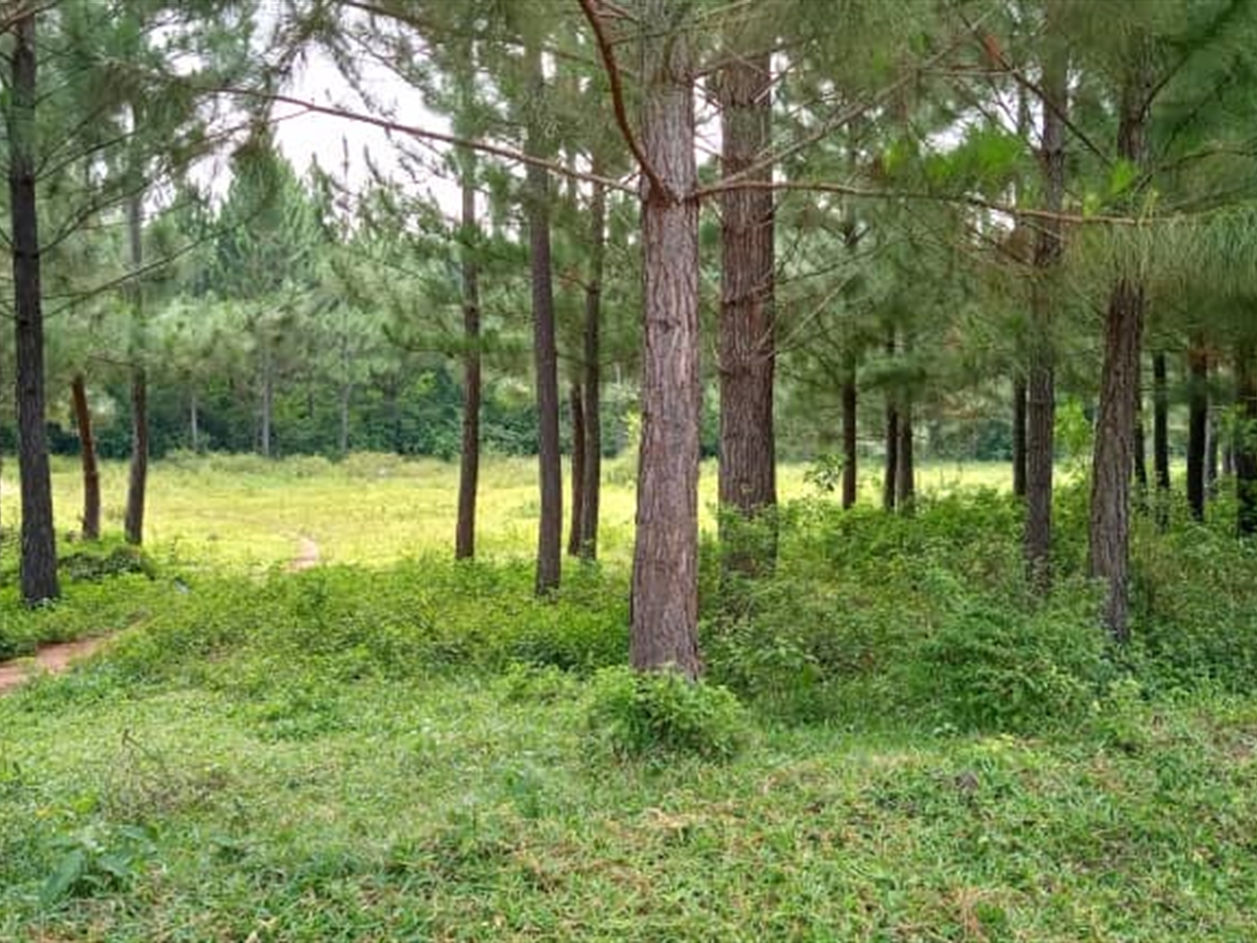 Multipurpose Land for sale in Nakaseke Nakaseke