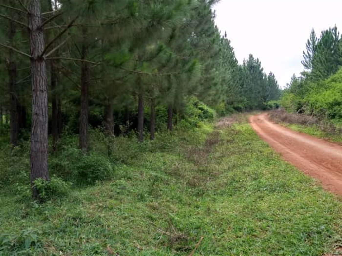 Multipurpose Land for sale in Nakaseke Nakaseke