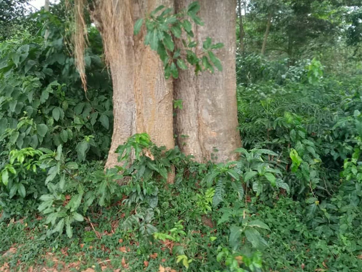 Multipurpose Land for sale in Bwelenga Wakiso